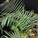 Pteris vittata, fearsome arsenic-eater.